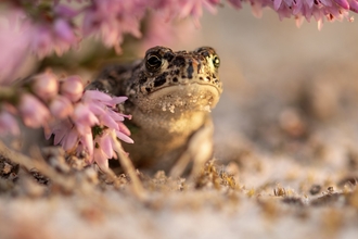 An adorable little toad with sparkling eyes and a tiny frown surrounded by beautiful pink heather.