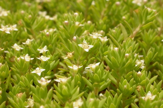 A close up of crassula, tiny thick leaves with little white flowers. 