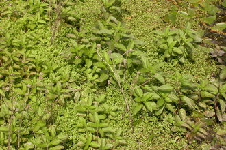 A matt of green crassula on a pond. 