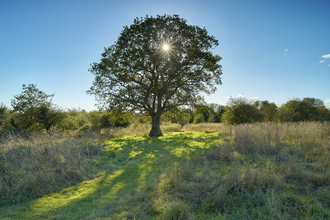 A large tree with the sun poking through its browing leaves, at Sweet Briar Marshes. 
