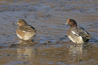 Two ducks, the left is round with a short bill and brown feathers. The left is the same shape but with a more orangey brown head, grey wing feathers and a grey bill. 