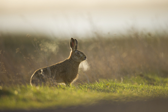 A hare in a field. You can see it's hot breath in the morning light. 