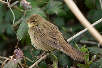 Grasshopper warbler sitting on a branch