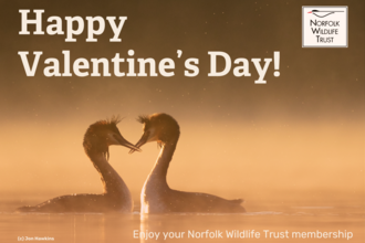 A card showing two grebes with the text 'Happy Valentine's Day! Enjoy your Norfolk Wildlife Trust membership'
