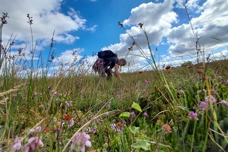 Anne bending down to look at plants at one of our reserves on a sunny day.