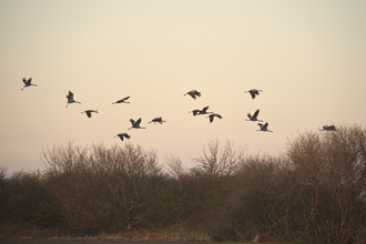 A flock of cranes flying up the tree line at Hickling.