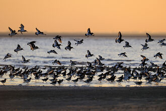A flock of oystercatchers landing on the beach as the sun sets. 