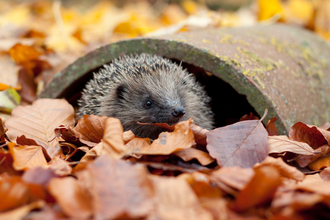 a hedgehog peering out of a concrete pipe surrounded by autumn coloured leaves
