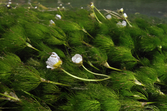 White flowers and green plants swaying in a river.