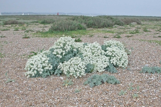 Sea kale at Blakeney Point