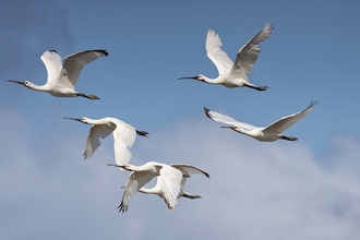 Flock of white birds flying