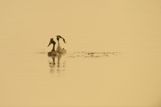 Two great crested grebes out on the water, one with a fish in it's bill. The scene is golden as the sun sets. 