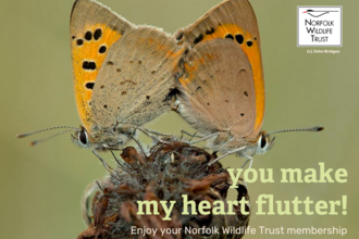a card with an image of two butterflies and the text 'you make my heart flutter! Enjoy your Norfolk Wildlife Trust membership'
