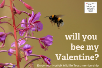 a card with an image of a bee and the text 'will you bee my Valentine? Enjoy your Norfolk Wildlife Trust membership'