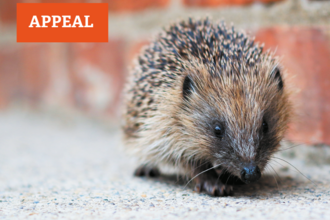 A small hedgehog wanders past a brick wall looking lost