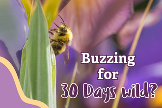 a bee on a flower with the text - buzzing for 30 days wild?