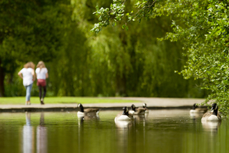Visitors walking around a lake with geese at a local park in the summer. 