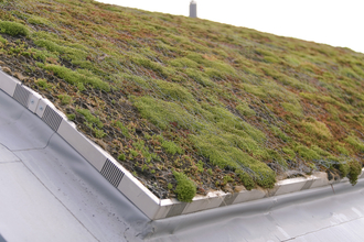 A mossy green roof.