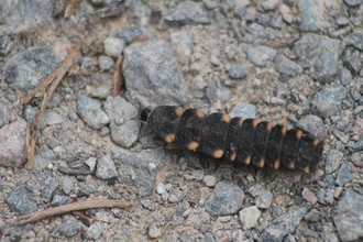 A glow-worm larva on a gravel path