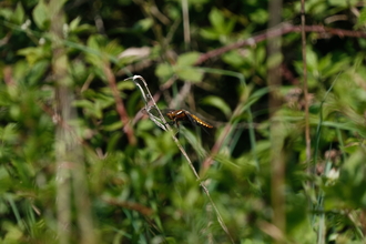 a dragonfly sitting on foliage