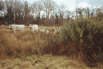 A herd of British white cattle walking across the marshes at NWT Sweet Briar Marshes
