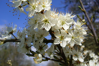 Pale white blackthorn flowers against a blue sky. 