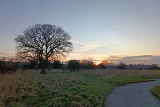 The silhouette of a tree across marshland at sunset