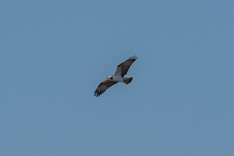 Osprey flying over Ranworth (credit: Lynne Warner
