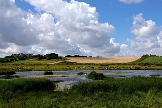 A landscape showing a pond with cows