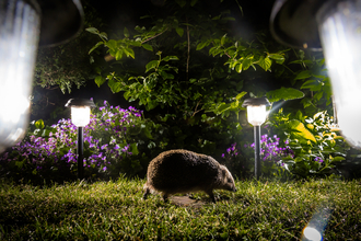 A hedgehof running across someone's lawn at night. There are purple flowers and lanterns illuminating the garden. 