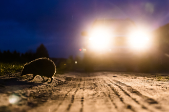 A hedgehog crossing a road at night with a car driving passed. 