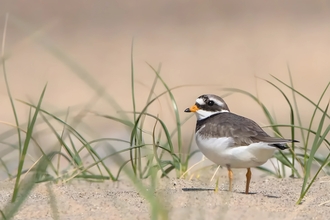 A ringed plover on a sandy beach where some dune grasses are poking through. 