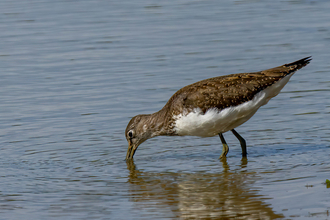 a green sandpiper wader standing with its beak in a pool of water