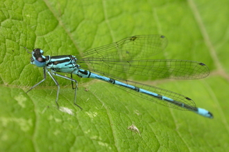 A azure blue damselfly resting on a green leaf