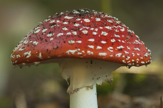 Red and white spotted fly agaric toadstool