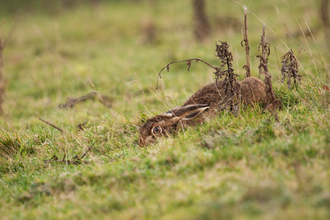 A brown hare crouching low in a field behind some foliage