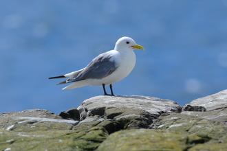 A kittiwake standing on the edge of a rock overlooking the sea