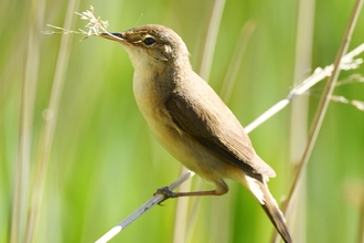 A reed warbler on a reed