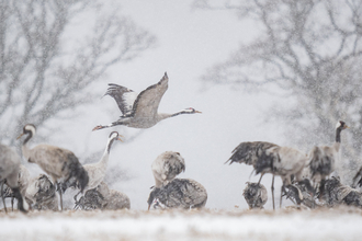 A painting featuring a group of cranes among some trees during winter