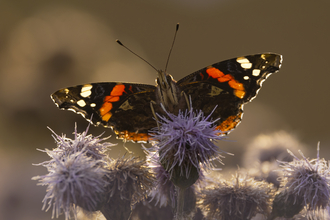 A red admiral butterfly with outstretched wings sitting on a purple thistle