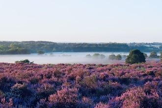 a view across the purple heather of the common, with mist and trees in the distance