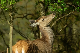 A red deer facing to the side and looking upwards into a small tree