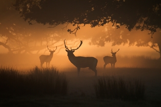 Three deer in a woodland setting silhouetted at dawn