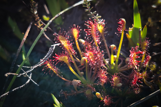 A cluster of sticky, red, oblong-leaved sundew. 