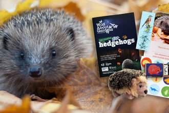 A hedghog is pictured alongside the contents of an adopt a hedgehog box - a hedgehog guide, hedgehog soft toy, stickers, seedballs, bookmark and certificate
