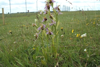 Field of bee orchids