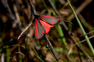 Red and black cinnabar moth on a twig