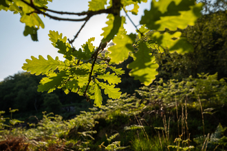 Oak leaves