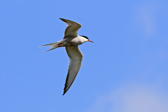 Common tern in flight against a beautiful blue sky