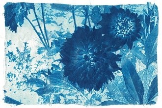 A blue and white cyanotype created from two large flower heads and assorted leaves and foliage